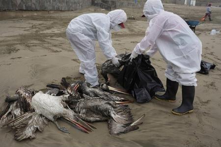 2M9MH94 Municipal workers collect dead pelicans on Santa Maria beach in Lima, Peru, Tuesday, Nov. 30, 2022. At least 13,000 birds have died so far in November along the Pacific of Peru from bird flu, according to The National Forest and Wildlife Service (Serfor) on Tuesday. (AP Photo/Guadalupe Pardo)