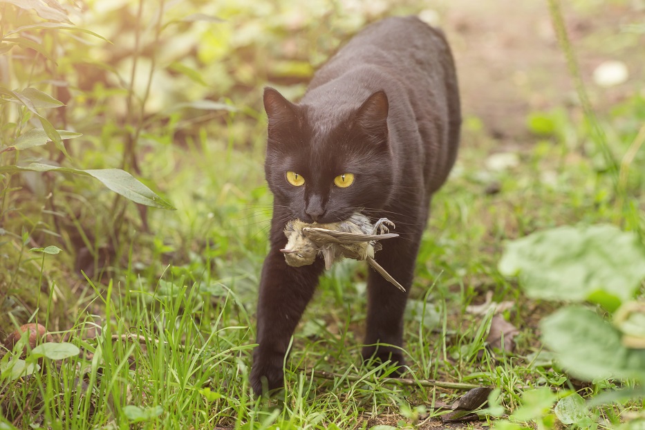 Black cat with a bird caught in the teeth