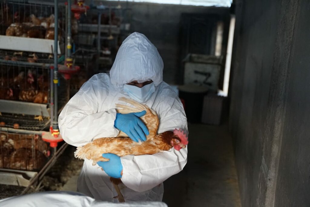 chicken-veterinarian-1