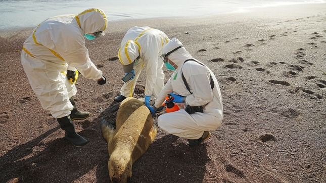 dead-sea-lion-thumbnail