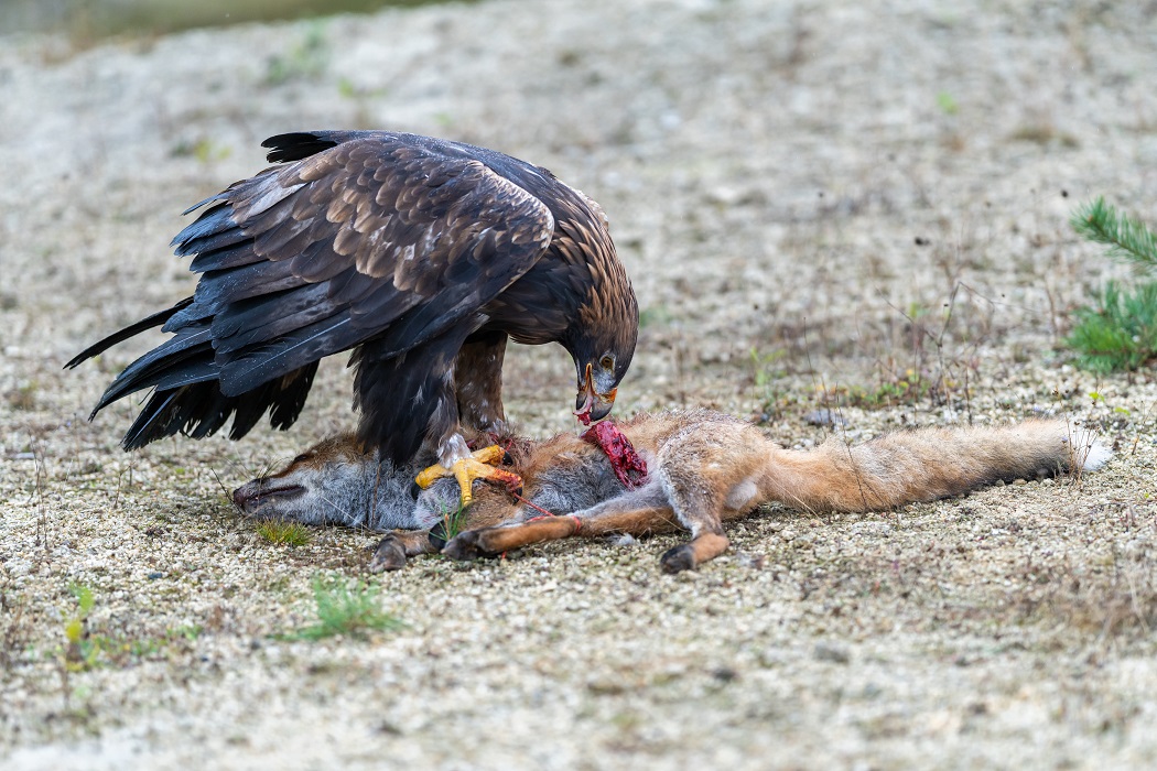 Golden eagle, aquila chrysaetos, standing on a dead fox and feeding with its flash in autumn nature. Wild bird of prey tearing pieces of a kill on a dry grass in autumn nature with blurred background.