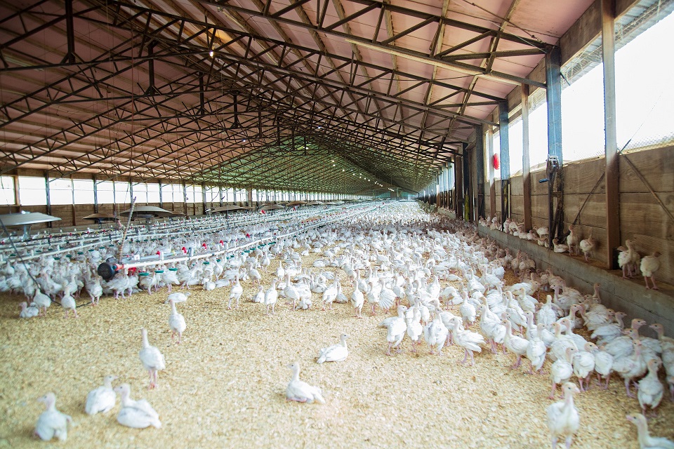 poultry-farm