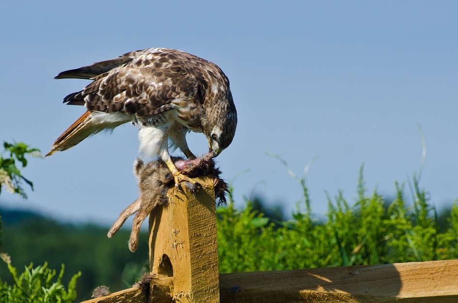 Red-Tailed Hawk Eating Captured Rabbit