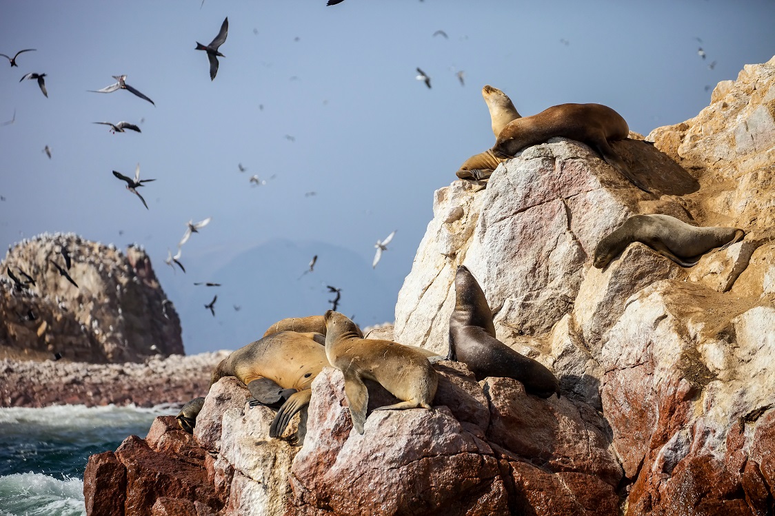 Patagonian Sea lion, Otaria flavescenson rocks in the Pacific, Peru