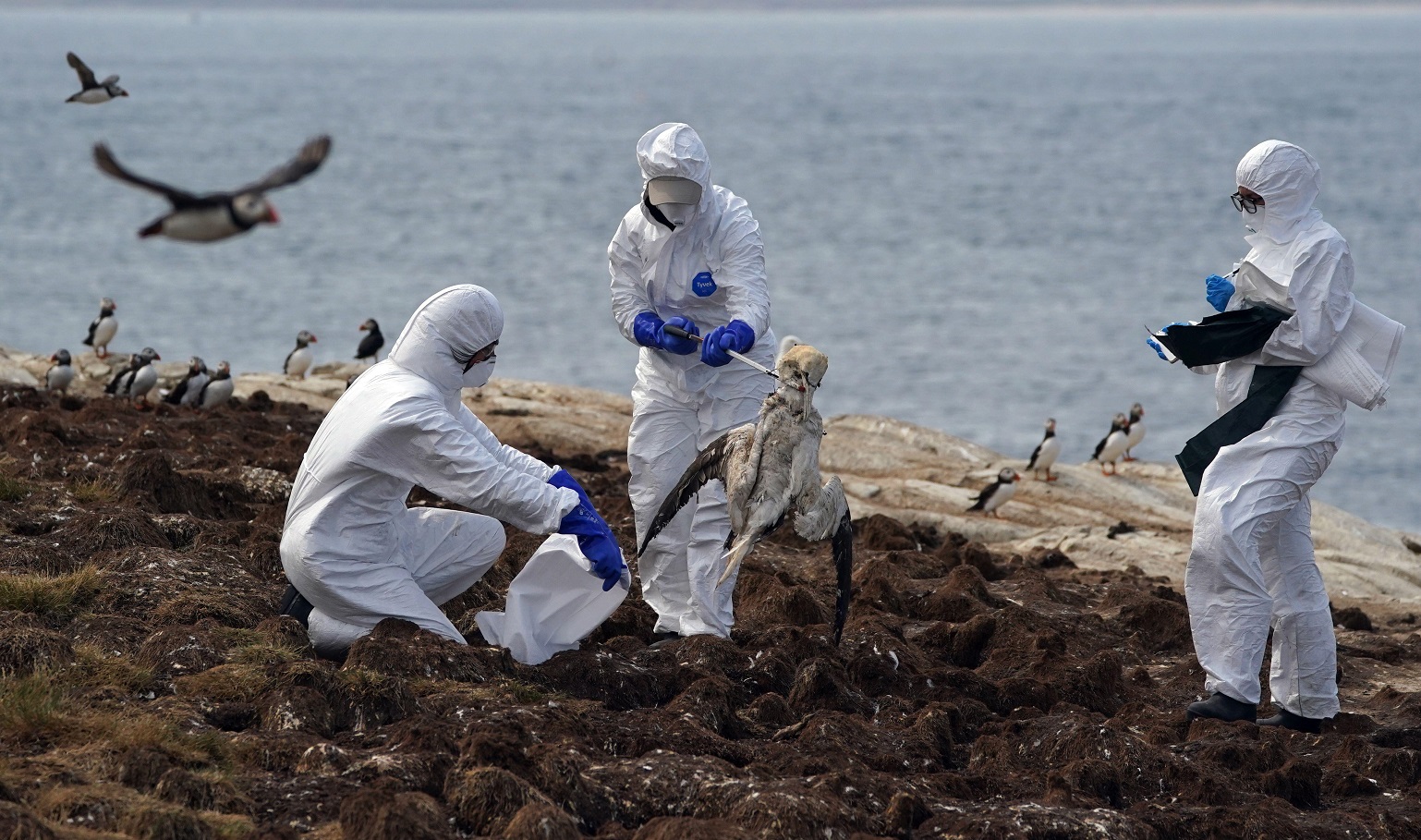 2JJB5DN The National Trust team of rangers clear deceased birds from Staple Island, one of the Outer Group of the Farne Islands, off the coast of Northumberland, where the impact of Avian Influenza (bird flu) is having a devastating effect on one of the UK's best known and important seabird colonies with 3104 carcasses recovered by rangers so far. The National Trust, who care for the islands, have warned this number could be the "tip of the iceberg" as cliff nesting birds, including guillemots and kittiwakes, will have fallen and been lost to the sea. Picture date: Wednesday July 20, 2022.